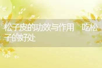 松子皮的功效与作用 吃松子的好处