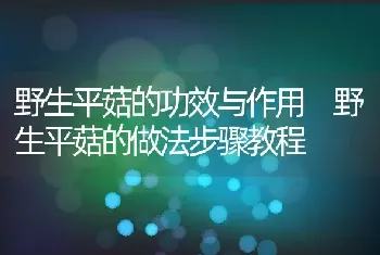 野生平菇的功效与作用 野生平菇的做法步骤教程