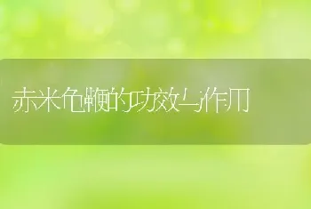 赤米龟鞭的功效与作用