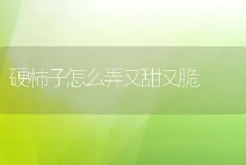 硬柿子怎么弄又甜又脆