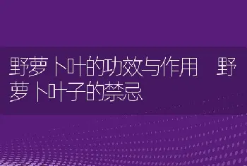 野萝卜叶的功效与作用 野萝卜叶子的禁忌