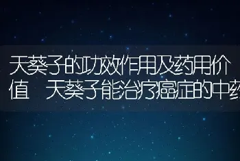 天葵子的功效作用及药用价值 天葵子能治疗癌症的中药