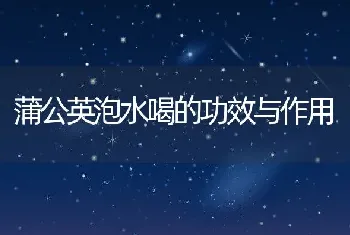 蒲公英泡水喝的功效与作用