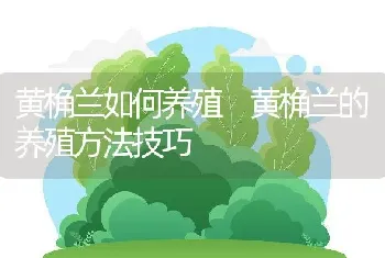 黄桷兰如何养殖 黄桷兰的养殖方法技巧