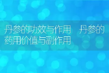 丹参的功效与作用 丹参的药用价值与副作用