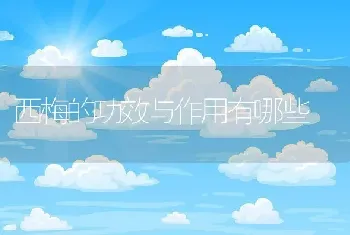 西梅的功效与作用有哪些