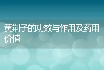 黄荆子的功效与作用及药用价值