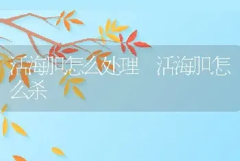 活海胆怎么处理 活海胆怎么杀