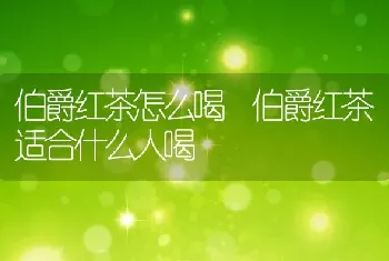 伯爵红茶怎么喝 伯爵红茶适合什么人喝