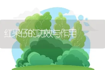 红果仔的功效与作用