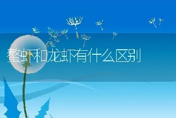 螯虾和龙虾有什么区别