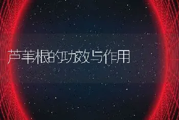 芦苇根的功效与作用