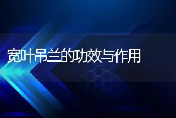 宽叶吊兰的功效与作用