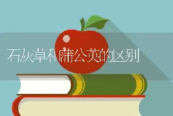 石灰草和蒲公英的区别