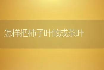 怎样把柿子叶做成茶叶