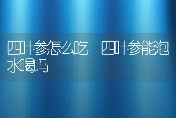 四叶参怎么吃 四叶参能泡水喝吗