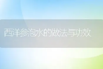 西洋参泡水的做法与功效