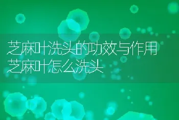 芝麻叶洗头的功效与作用 芝麻叶怎么洗头