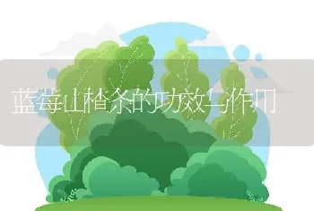 蓝莓山楂条的功效与作用