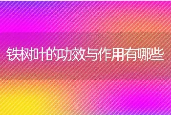 铁树叶的功效与作用有哪些