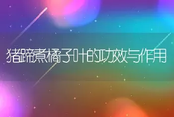 猪蹄煮橘子叶的功效与作用