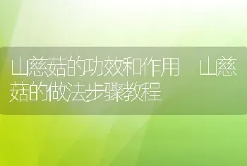 山慈菇的功效和作用 山慈菇的做法步骤教程