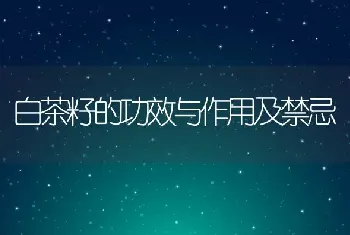 白茶籽的功效与作用及禁忌