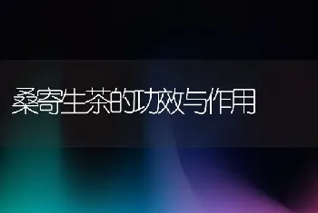 桑寄生茶的功效与作用