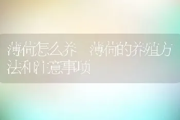 薄荷怎么养 薄荷的养殖方法和注意事项