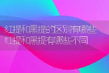 红提和黑提的区别有哪些 红提和黑提有哪些不同