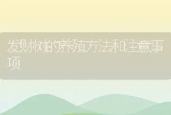 发财树的养殖方法和注意事项