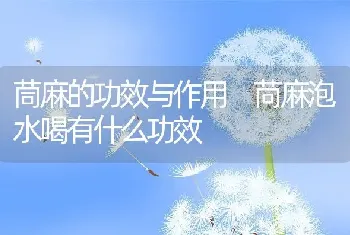 茼麻的功效与作用 苘麻泡水喝有什么功效