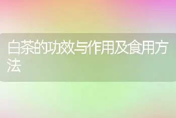 白茶的功效与作用及食用方法