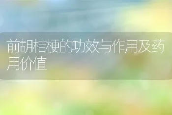 前胡桔梗的功效与作用及药用价值