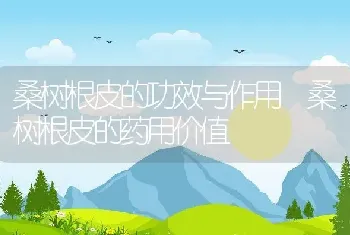 桑树根皮的功效与作用 桑树根皮的药用价值