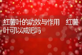 红薯叶的功效与作用 红薯叶可以减肥吗