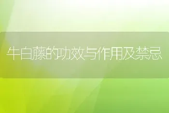 牛白藤的功效与作用及禁忌