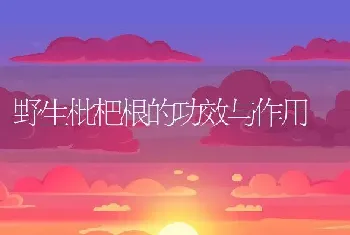 野生枇杷根的功效与作用