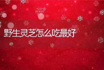 野生灵芝怎么吃最好