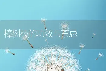 樟树枝的功效与禁忌