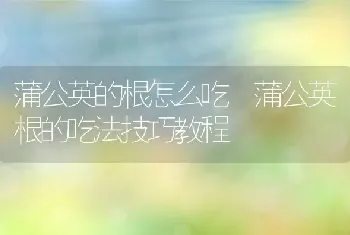 蒲公英的根怎么吃 蒲公英根的吃法技巧教程