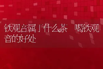 铁观音属于什么茶 喝铁观音的好处