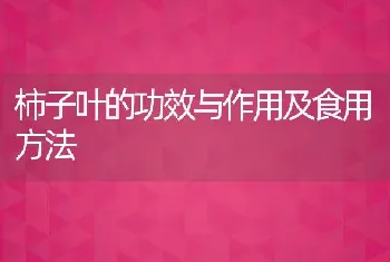 柿子叶的功效与作用及食用方法