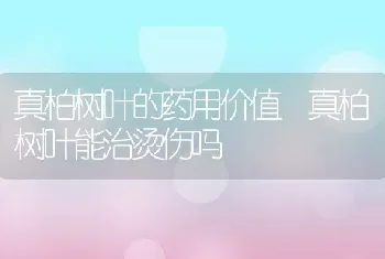 真柏树叶的药用价值 真柏树叶能治烫伤吗