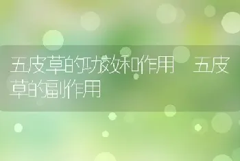 五皮草的功效和作用 五皮草的副作用