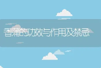 香蒲的功效与作用及禁忌