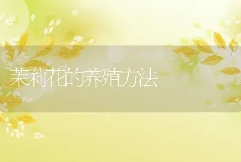 茉莉花的养殖方法