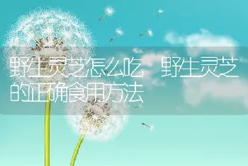 野生灵芝怎么吃 野生灵芝的正确食用方法