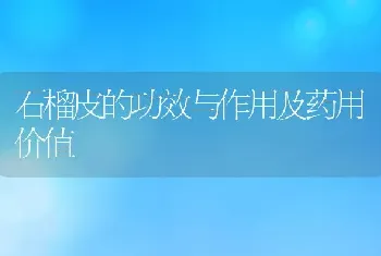 石榴皮的功效与作用及药用价值