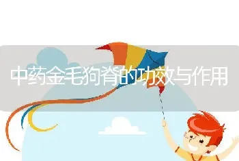 中药金毛狗脊的功效与作用